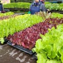 수원종묘농약사 이미지