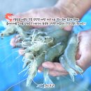 섬 왕새우축제 이미지