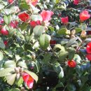 신제주초등학교 이미지