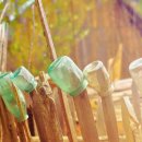 구기자의 효능과 부작용, 구기자차 이미지