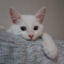 #오드아이 이미지
