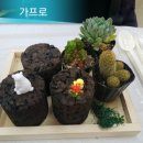 까치다육정원