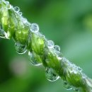 아침이슬 이미지