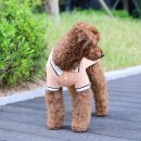 강아지 티셔츠 펫츠랜드 PK 반팔 세일로 득템