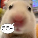 하누정 | 어떡하라고, 어띃하라고, 어떡콰라고, 어뜨카라고, 억떡하라고, 우뜨카라고, 우더케라고, 우덕혜라고...