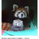 레서판다 성장과정 100일까지 5짤 요약 이미지