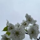 꽃비아트