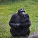 고릴라 이미지