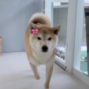 안아줄개 - 하남시 미사강변한강로220번길 44 | 수성구애견미용 비숑 말티즈 가위컷 잘하는 안아줄개 후기(+운동장보유!)