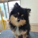 레오그루밍 이미지