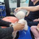 정 메디컬 동물병원 이미지