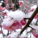 파도 한 송이 이미지