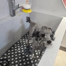 개이쁘댕 이미지