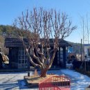 도문자작 이미지