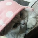 분홍땡땡이