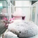 곰스살롱 이미지
