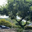 물나라 | 강진 뷰맛집 투어: 월남저수지 보며 든든하게! 우아민물나라 추어탕 + 한옥카페 사문로98 카페타임 🍲☕️