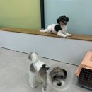 요미와 친구들 | 송도애견유치원 요미와친구들 믿고 맡길 수 있는 24시간 돌봄공간