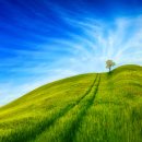 나무한그루 이미지