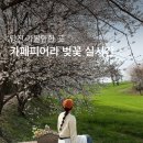 당진 가볼만한 곳 카페피어라 벚꽃 실시간 후기