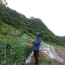 핸섬파머 이미지