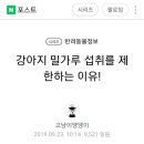 강아지 밀가루 섭취를 제한하는 이유 이미지