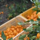 리나농장 이미지