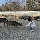 우리사슴목장 이미지