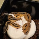 파충류샵 렙타일스테이션 이미지