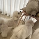 벨몽드펫 이미지