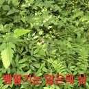 오지랍