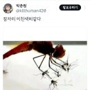 쿨펫 이미지
