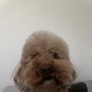 와니살롱 이미지