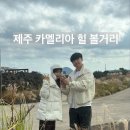 가을정원 | 카멜리아힐 볼거리 | 동백꽃 외에도 예쁜 가을정원·포토존 산책 후기