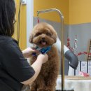 멍뭉이 이발소 이미지