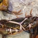 식구 | 보홀 알로나비치 맛집 내돈내산 에이스크랩 식구 식당 후기