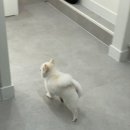 이뻐질개 애견미용실 이미지