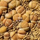 할리농장 이미지