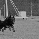 미스터장고 이미지