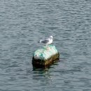 윤동주 유고 보존 정병욱 가옥 | [광양인물전] 윤동주 시인과 정병욱 선생의 오랜 우정 이야기 : 윤동주유고보존정병욱가옥