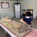 원주곤충마을박물관 이미지