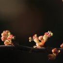 금수산 농원 이미지