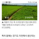해들과 알찬미 이미지