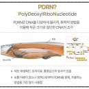 더마리턴5