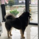 해피 애견 놀이방 이미지