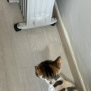 봄동살롱 | 서울 성북구 고양이 미용, 고양이 호텔로 주인님 무릉도원으로 모신후기(무마취 봄동살롱)