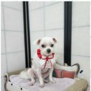 초코네 애견샵 이미지