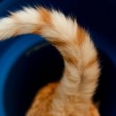 살랑 그루밍 이미지