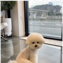 오쿠숑 이미지