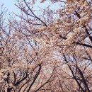 낙동 이미지